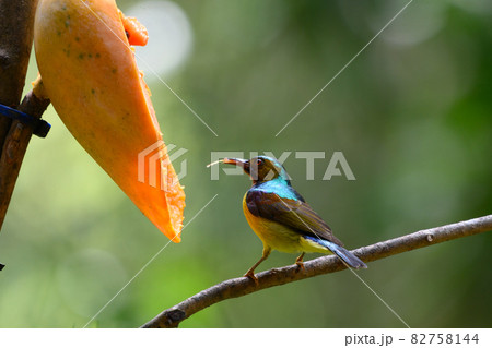 colorful bird in forest 82758144