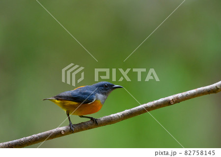 colorful bird in forest 82758145