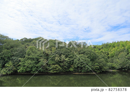 森の木々 森の木々 82758378