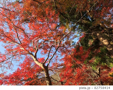 紅葉 紅葉 82758414