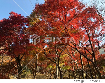 紅葉　 82758415