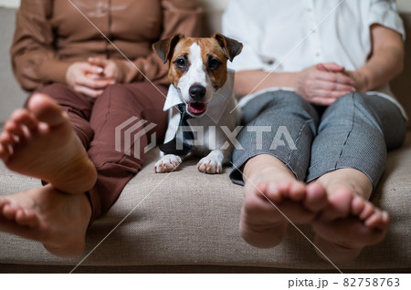 A cute dog Jack Russell Terrier is wearing a tie and sitting with two women on the couch 82758763