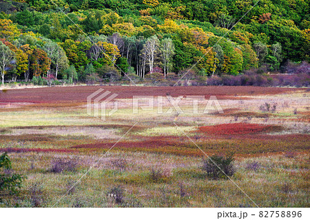 秋の奥日光・小田代原【栃木県】 82758896