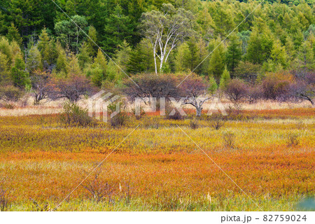 秋の奥日光・小田代原の貴婦人【栃木県】 82759024