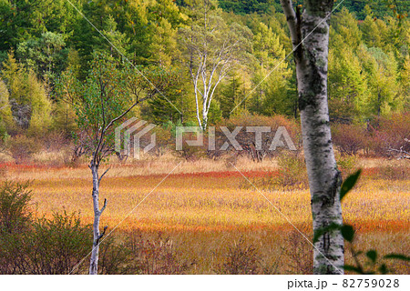 秋の奥日光・小田代原の貴婦人【栃木県】 82759028
