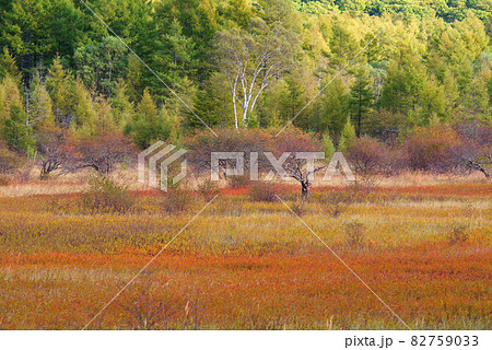 秋の奥日光・小田代原の貴婦人【栃木県】 82759033