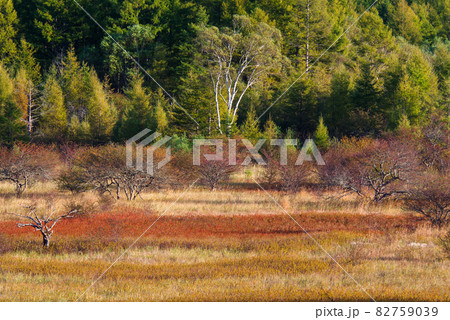 秋の奥日光・小田代原の貴婦人【栃木県】 82759039