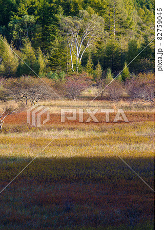 秋の奥日光・小田代原の貴婦人【栃木県】 82759046