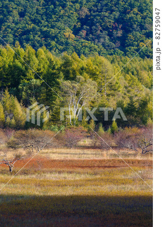 秋の奥日光・小田代原の貴婦人【栃木県】 82759047