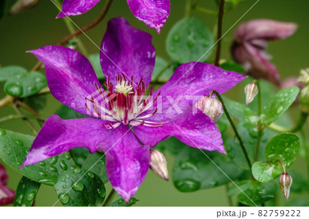 Purple flower clematis patens with water drops after rain 82759222