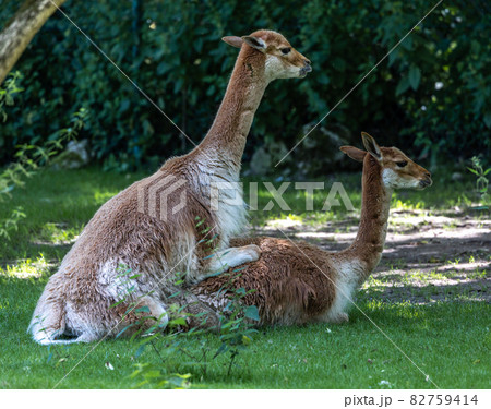 Mating Vicunas, Vicugna Vicugna, relatives of the llama in a German park 82759414