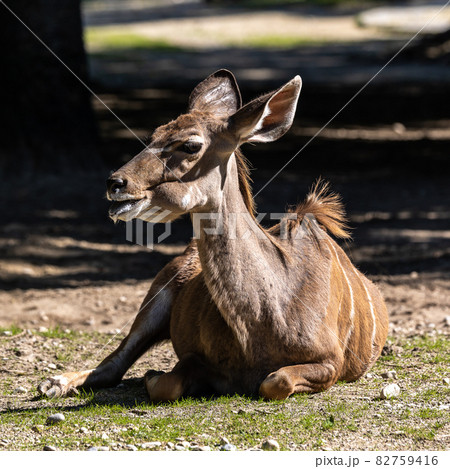 Greater kudu, Tragelaphus strepsiceros is a woodland antelope Greater kudu, Tragelaphus strepsiceros is a woodland antelope 82759416