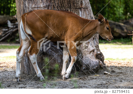 Banteng, Bos javanicus or Red Bull is a type of wild cattle. Banteng, Bos javanicus or Red Bull is a type of wild cattle. 82759431