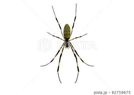 俯瞰から見た蜘蛛の画像(脚の一部は合成) 82759675