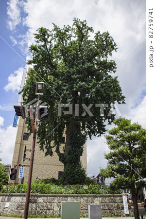 宇都宮市旭町の大いちょう 82759741