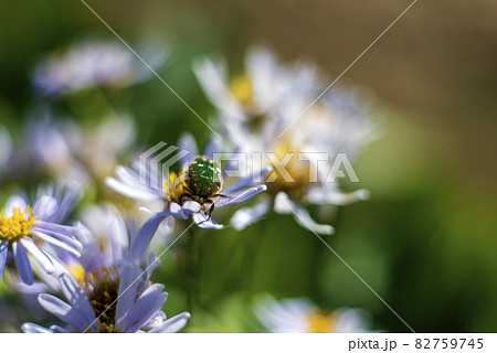 萎れかけたシオンの花にやってきた緑色の黄金虫　アオハナムグリ 82759745