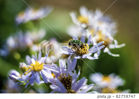 萎れかけたシオンの花にやってきた緑色の黄金虫　アオハナムグリ 82759747