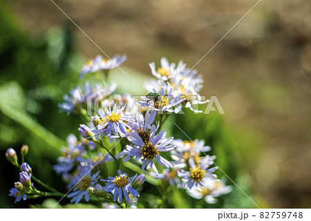 萎れかけたシオンの花にやってきた緑色の黄金虫　アオハナムグリ 82759748