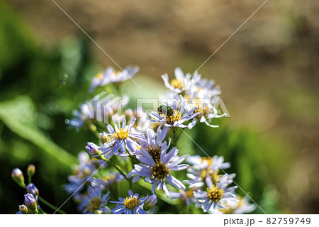 萎れかけたシオンの花にやってきた緑色の黄金虫 アオハナムグリ 萎れかけたシオンの花にやってきた緑色の黄金虫 アオハナムグリ 82759749