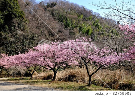 河津桜の並木と雑木林 【相模原市大島 2月】 河津桜の並木と雑木林 【相模原市大島 2月】 82759905