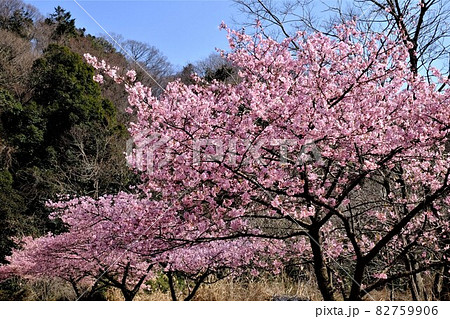 河津桜の並木と雑木林　【相模原市大島　2月】 82759906