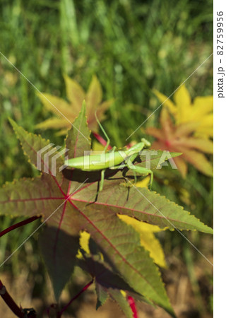 トウゴマの上で安らぐカマキリ トウゴマの上で安らぐカマキリ 82759956