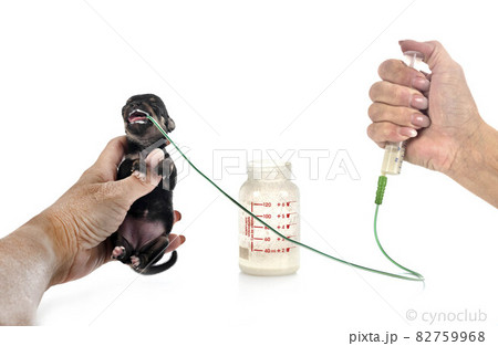 feeding puppy chihuahua in studio feeding puppy chihuahua in studio 82759968
