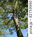 木 82759990
