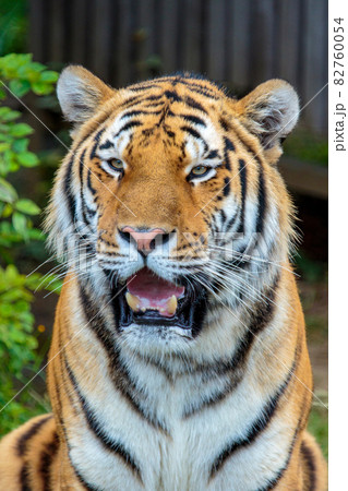 動物園のアムールトラ 動物園のアムールトラ 82760054