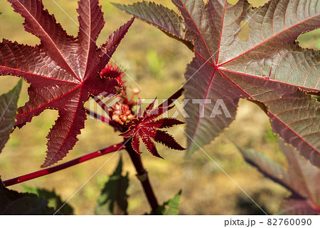 旧約聖書に現れ、現代日本では華道の素材として使われる植物トウゴマ 82760090
