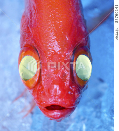 キンメダイ(ホンキンメ) キンメダイ(ホンキンメ) 82760141