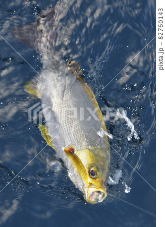 イサキのアップ 82760143