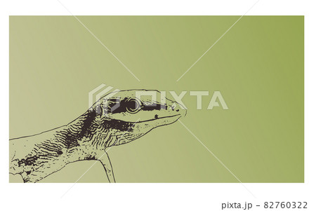 サキシマカナヘビのイラスト素材
