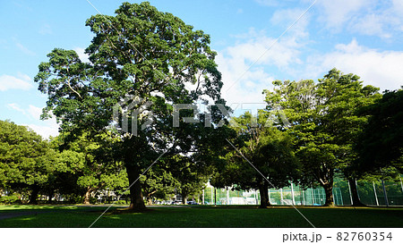 日本の公園<07>(夏の公園にある大きな木) 日本の公園<07>(夏の公園にある大きな木) 82760354