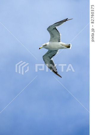 滑空するウミネコ【秋の東京湾】海鳥 滑空するウミネコ【秋の東京湾】海鳥 82760375