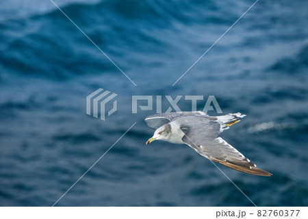 滑空するウミネコ【秋の東京湾】海鳥 82760377