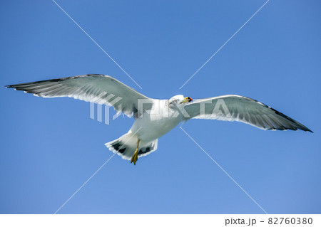 片足のウミネコ【秋の東京湾】海鳥 片足のウミネコ【秋の東京湾】海鳥 82760380