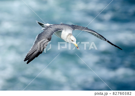 獲物を狙うウミネコ【秋の東京湾】海鳥 82760382