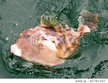 海面に現れたカワハギ 82761107