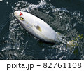 海面に現れたハマチ（ブリ） 82761108