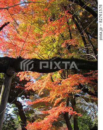 靖国神社紅葉 82761576