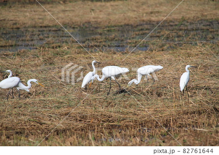 湿地で餌を探すシラサギ(ダイサギとコサギ・島根県松江市八束町にて) 湿地で餌を探すシラサギ(ダイサギとコサギ・島根県松江市八束町にて) 82761644