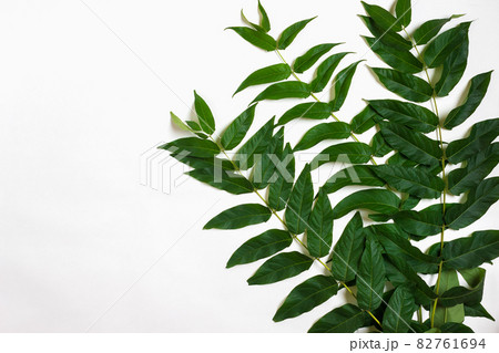 Green leaf branches on white background. flat lay, top view Green leaf branches on white background. flat lay, top view 82761694