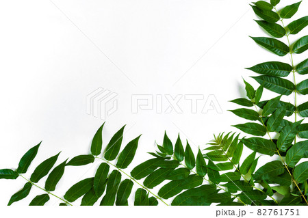 Green leaf branches on white background. flat lay, top view Green leaf branches on white background. flat lay, top view 82761751