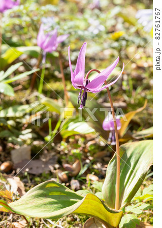 カタクリの花 カタクリの花 82761767
