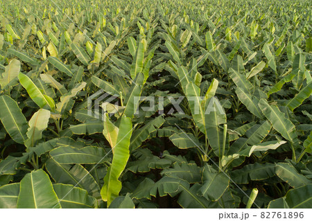 Aerial view of banana trees growing at field Aerial view of banana trees growing at field 82761896