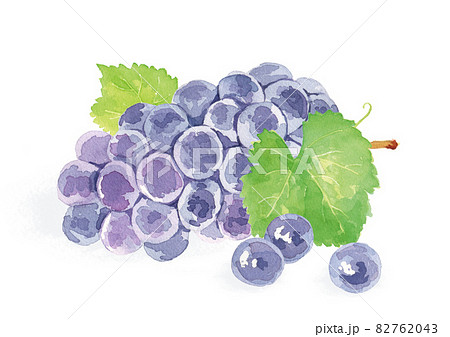 巨峰　水彩イラスト 82762043