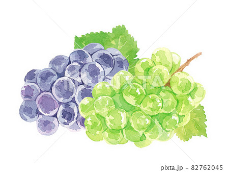 シャインマスカットと巨峰 水彩イラストのイラスト素材 7645