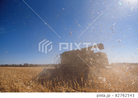 End of the summer, corn harvesting started. End of the summer, corn harvesting started. 82762543