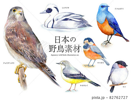 春夏渡り鳥十ニ選　野鳥　原画　水彩画　鳥　イラスト　メジロ　オオルリ　セキレイ他 春夏渡り鳥十ニ選 野鳥 原画 水彩画 鳥 イラスト メジロ